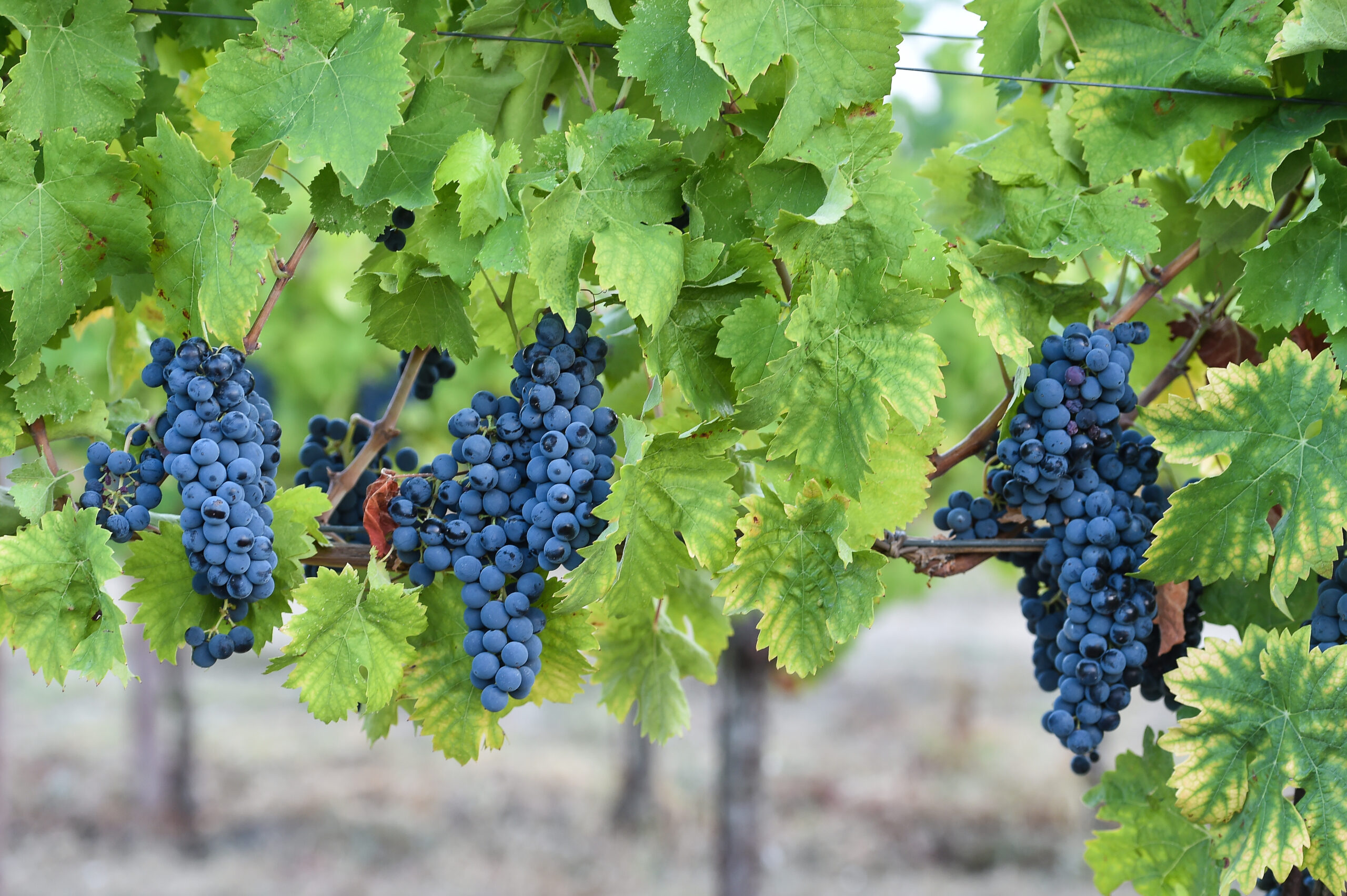 Sagrantino di Montefalco is a famous italian red wine from Umbria region in Italy. a vineyard of sagrantino grapes on the sagrantino wine route in umbria Italy